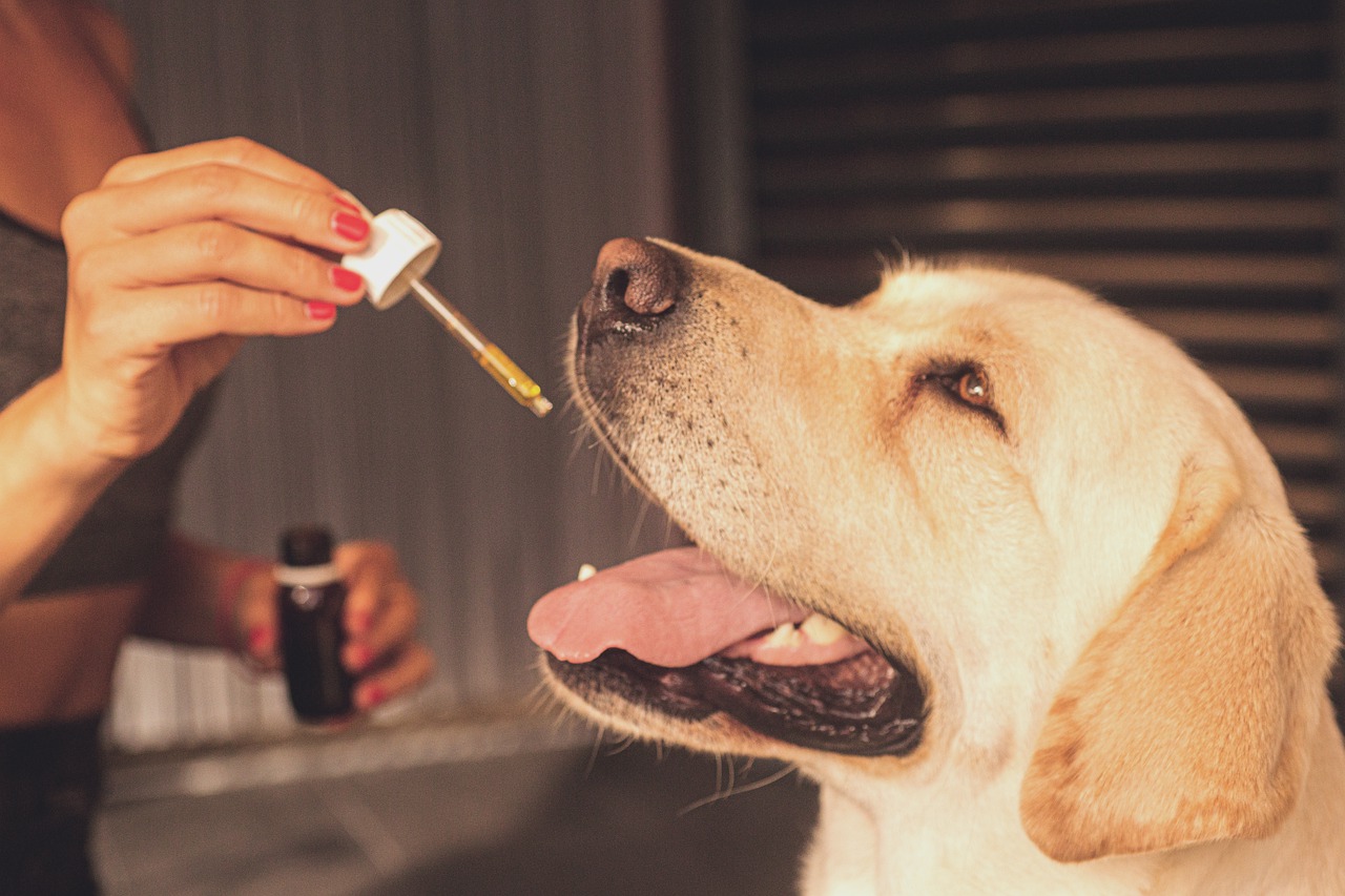 The 5 Best CBD Oils for Dogs